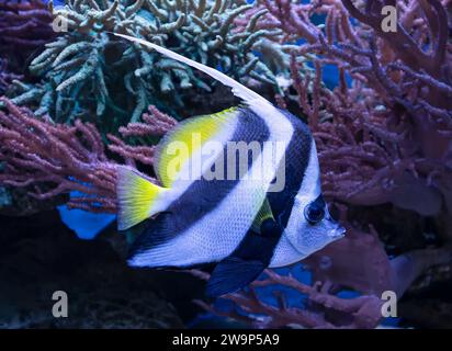 Nahaufnahme eines Zwergkoralfisches (Heniochus acuminatus) Stockfoto