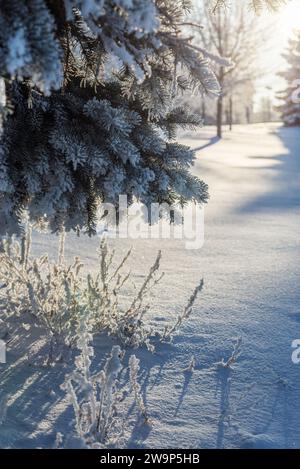 Tannenzweige im Schnee, frostiger klarer Tag. Nahaufnahme von mit Schnee bedeckten Tannenzweigen im Morgenwinterwald. Echter Winterhintergrund. Winter, N Stockfoto
