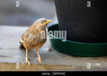 Der Dschungelbabbler, auch bekannt als sieben Schwestern, an einer Betonmauer in Sri Lanka Stockfoto