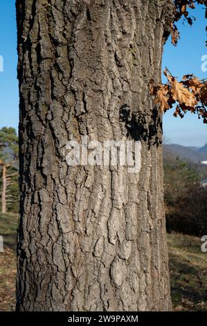 Eichenstamm. Quercus Baum Rinde aus nächster Nähe. Details. Stockfoto