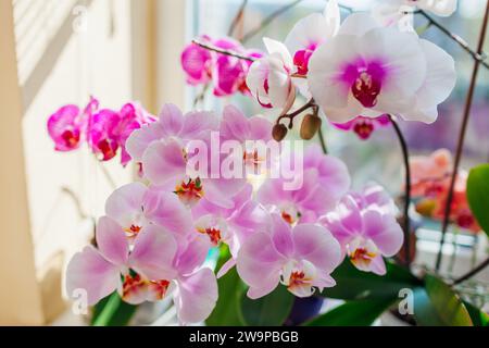 Blühende phalaenopsis-Orchideen. Weiße, lila, rosa Blumen blühen auf der Fensterbank. Nahaufnahme einer Vielzahl von Hauspflanzen Stockfoto