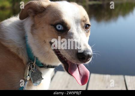 Wunderschöner Husky-Mischhund auf Holzsteg am Teich Stockfoto