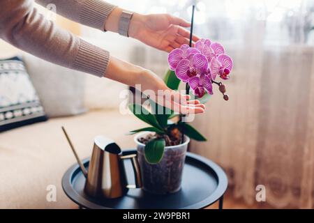 Frau bewundert blühende lila phalaenopsis Orchideen berührende Blüte. Pflege von Hauspflanzen und Blumen. Gemütliche Inneneinrichtung. Nahaufnahme Stockfoto