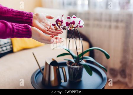 Frau bewundert blühende weiße und violette Polka Dot phalaenopsis Orchidee, die zu Hause auf dem Tisch steht. Inneneinrichtung mit Hauspflanzen. Stockfoto