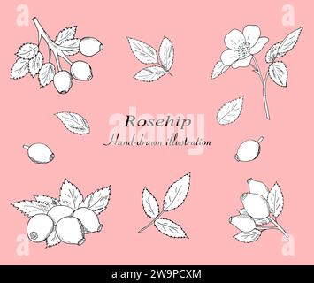 Handgezeichnete Hagebuttenbeeren mit Blättern Vektorset. Botanische Illustration, schwarze Umrandung auf weißem Hintergrund. Stock Vektor