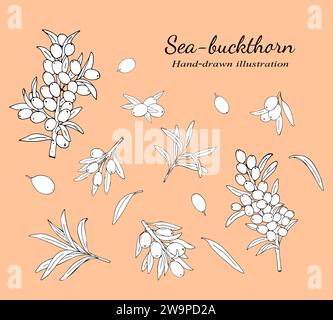 Sanddornzweige mit Beeren und Blättern. Natürliche Sanddornbeeren, Blätter, Zweige und Zweige Vektor-Illustration auf einem weißen Hintergrund gesetzt Stock Vektor