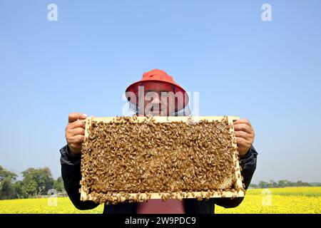 Imker beim Sammeln von Waben aus einer speziellen Kiste, um den von Bienen erzeugten Honig auf einem Feld in Munshigonj zu gewinnen. Laut Bangladesch Stockfoto