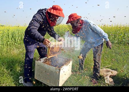 Imker beim Sammeln von Waben aus einer speziellen Kiste, um den von Bienen erzeugten Honig auf einem Feld in Munshigonj zu gewinnen. Laut Bangladesch Stockfoto