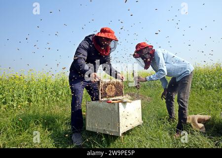 Imker beim Sammeln von Waben aus einer speziellen Kiste, um den von Bienen erzeugten Honig auf einem Feld in Munshigonj zu gewinnen. Laut Bangladesch Stockfoto