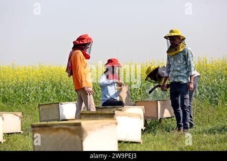 Imker beim Sammeln von Waben aus einer speziellen Kiste, um den von Bienen erzeugten Honig auf einem Feld in Munshigonj zu gewinnen. Laut Bangladesch Stockfoto