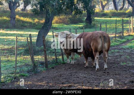 Kühe von Limousin brüten an einem frostigen Morgen auf einer ruhigen Weide. Stockfoto