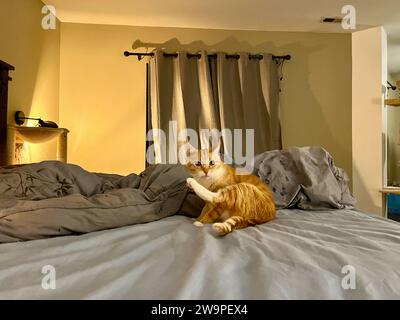 Mika der Orange Tabby Stockfoto