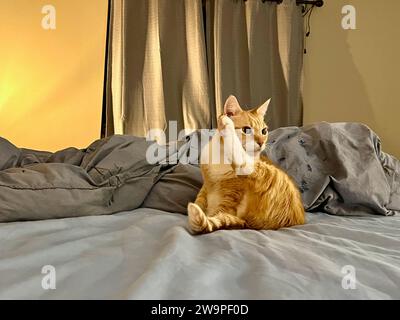 Mika der Orange Tabby Stockfoto