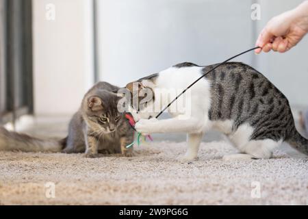 Zwei verspielte Kätzchen spielen Spielzeug mit dem Besitzer zu Hause. Katze 8 Monate alt Stockfoto