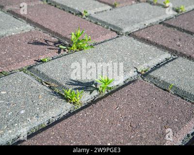 Gras sprießt zwischen den Nähten von Pflastersteinen Stockfoto