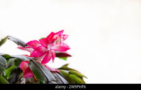 Nahaufnahme der Schlumbergera-Blume mit roten Blüten auf weißem Hintergrund. Stockfoto