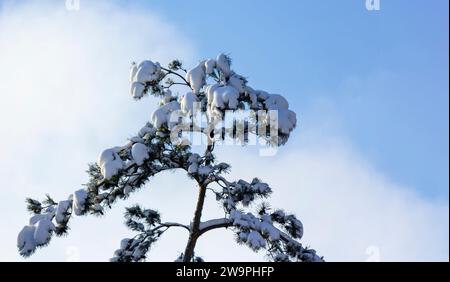 Tannenzweig bedeckt mit dickem Schnee am blauen Himmel an einem hellen sonnigen Tag. Stockfoto