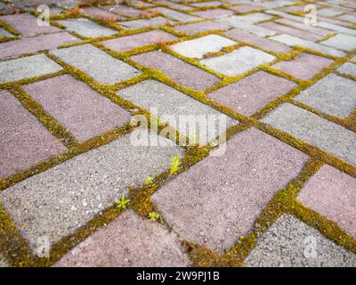 Pflasterplatten mit Nähten, die mit Moos bewachsen sind Stockfoto