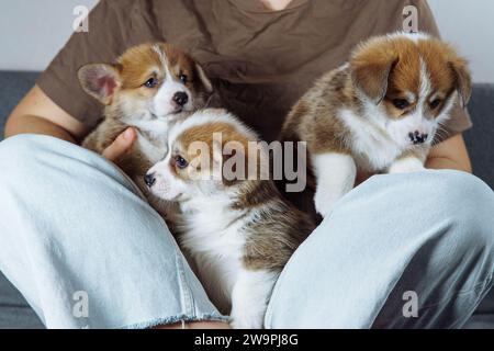 Unerkennbare Frau sitzt auf dem Sofa vor der hellen Wand, drei charmante kleine, gut gefütterte Welpen werden zwischen ihre überkreuzten Beine gelegt. Hundefutter. Haustiere Stockfoto