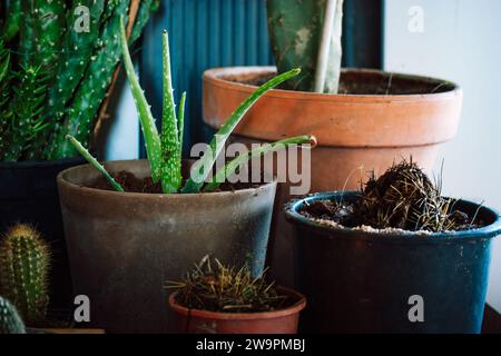 Garten voller grüner Topfpflanzen. Verschiedene Blumentöpfe. Verschiedene Arten von Pflanzen, Kakteen, Sukkulenten in Gewächshäusern. Kultivierung, Pflanzenpflege. Stockfoto