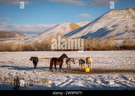 Gruppe von Pferden auf der westlichen Ranch, die auf einem Feld mit Schnee und dramatischen Bergen im Hintergrund essen. Stockfoto