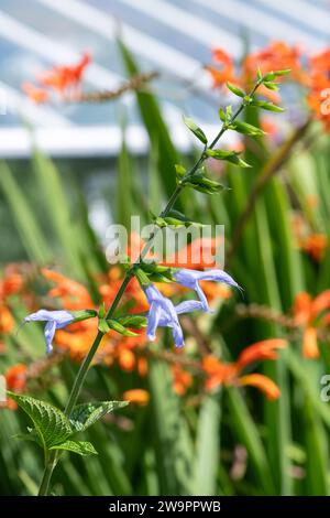 Nahaufnahme von salvia guaranitica (Argentinien Himmel) Blüten in Blüte Stockfoto