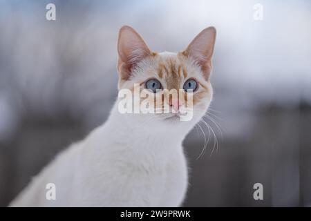 Leuchtend blauäugige Teenager-Katze weiß roter Punkt Siamkätzchen Porträt draußen entzückendes Gesicht und Whisker Stockfoto