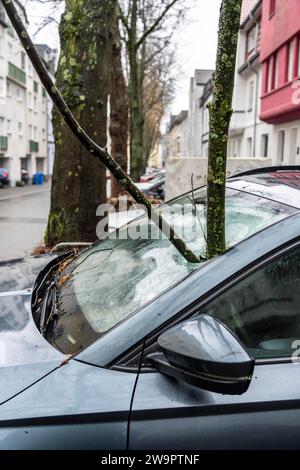 NRW, Deutschland, Sturmschaden, ein 4 Meter langer Ast wurde durch den Sturm Zoltan abgebrochen und durch die Windschutzscheibe eines geparkten Vehiks zertrümmert Stockfoto