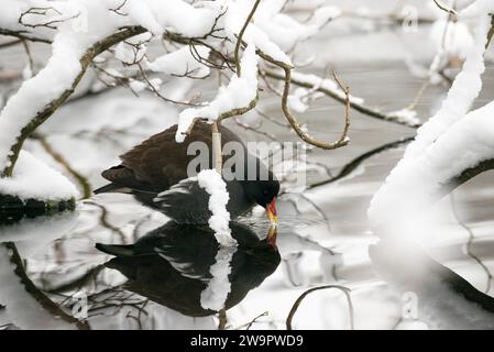 Teichhuhn (Gallinula chloropus), der am Rand eines schneebedeckten Teichs sitzt und seinen offenen Schnabel ins Wasser taucht, um zu trinken, und in das Wasser blickt Stockfoto