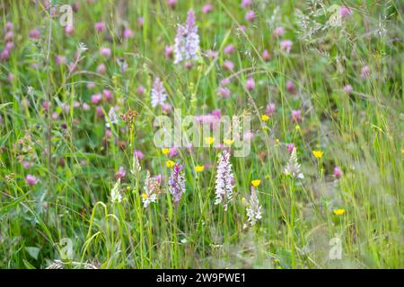 Orchideen (Orchidaceae), Wildblumenwiesen in voller Blüte, Nationalpark Schwarzwald, Baden-Württemberg, Deutschland Stockfoto