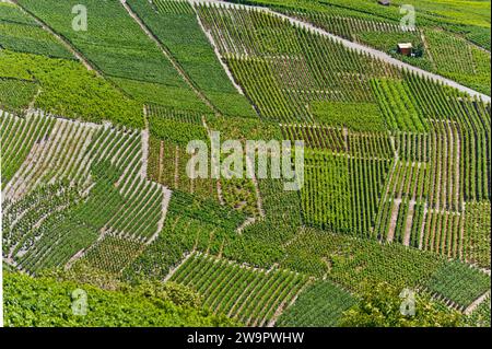 Weinterrassen, Weinberge, Wein, Landwirtschaft, Weinberge, Luftaufnahme, Wallis, Schweiz Stockfoto