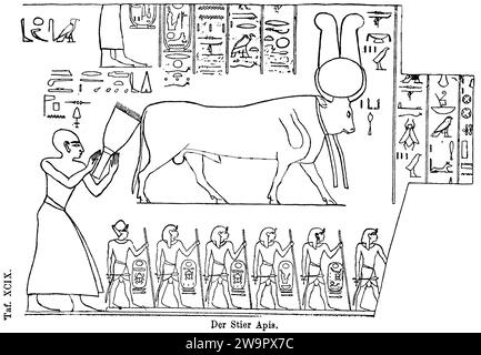 Der heilige Stier (APIs) von Memphis, Nil, Unterägypten, ägyptischer Gott der Fruchtbarkeit, Sonnenscheibe, Verbindung zum Sonnengott Re, Hieroglyphen, Antike Stockfoto