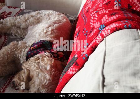 Ein Foto von einem blonden Kakapoo, der auf einer Couch in der Sonne auf einer roten Decke im Wohnzimmer liegt. Stockfoto