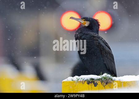 Ein großer Kormoran (Phalacrocorax carbo), der im Schnee thront. Stockfoto