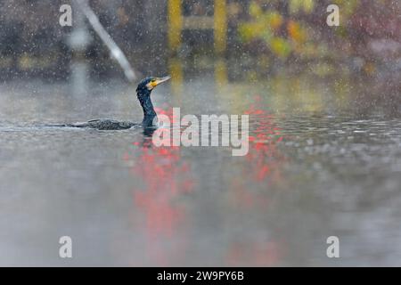 Ein toller Kormoran (Phalacrocorax carbo), der im Schnee schwimmt. Stockfoto