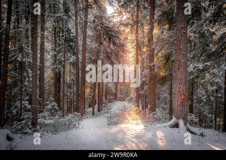 Der wunderschöne Winterwald mit schneebedeckten Kiefern mit den Farben des Sonnenuntergangs während des kalten Abends in der sibirischen Taiga in Khanty-Mansiysk, Russland. Stockfoto