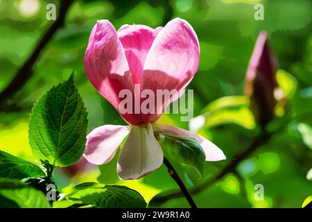 Fantastische rosafarbene Blüte des Rhododendron (Azaleen) Busches in Washington, DC Stockfoto
