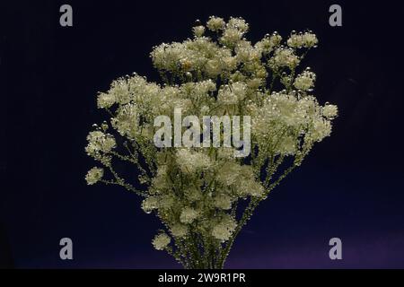 Ein Haufen weißer Blumen, gypsophila paniculata, unter Wasser mit Blasen auf den Blütenblättern Stockfoto