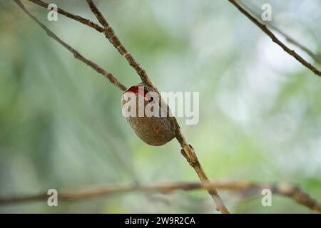 Leerer Kaiser-Kaugummimotten-Kokons (Opodiphthera eucalypti) Stockfoto