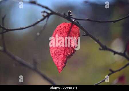 Einsames rotes Blatt auf einem Baumzweig auf einem verschwommenen Hintergrund. Einsamkeit und Herbstkonzept. Selektiver Fokus. Stockfoto