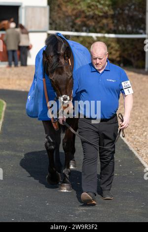 Ambion Hill, Vizemeister in Wincanton am 21. März 2022 Stockfoto