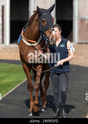 Doyannie, geritten von Lorcan Williams für Jack Barber, am 21. März 2022 in Wincanton Stockfoto