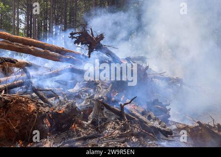 Die Verbrennung entwurzelter Bäume bei der Landvorbereitung für den Hausbau Stockfoto