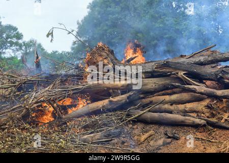 Abgeholzte entwurzelte Bäume, die Wald verbrennen und bei der Landaufbereitung den Bau eines Hauses Stockfoto