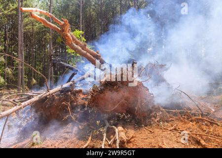 Entwurzelte Bäume wurden bei der Vorbereitung der Baugrundstücke verbrannt Stockfoto
