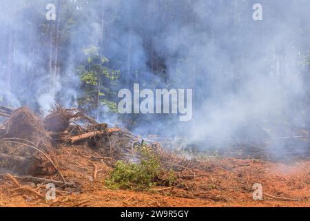 Bäume, die während der Bauarbeiten verbrannt wurden, wurden entwurzelt Stockfoto