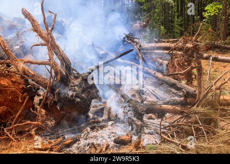 Entwurzelte Bäume werden bei der Vorbereitung des Baulandes verbrannt Stockfoto