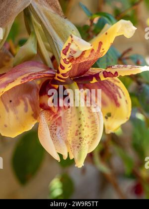 Kopfüber (Stanhopea) Orchideenblumen blühen unter dem Boden ihres Hängekorbs, wachsgelb mit roten Mustern, Sommer, Australien Stockfoto