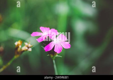 Kleine rosa lila Blumen auf grünem natürlichem Hintergrund. Blühende Flora im Frühlingsgarten. Wildblumen blühen auf der Sommerwiese. Postkarte mit Blumenmuster. Stockfoto