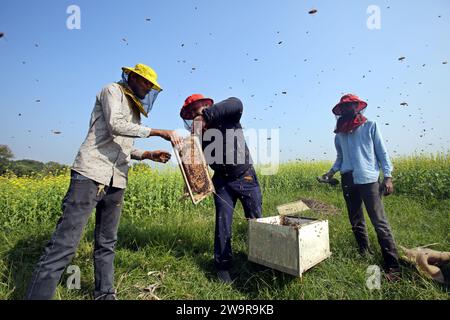 Dhaka, Wari, Bangladesch. Dezember 2023. Imker beim Sammeln von Waben aus einer speziellen Kiste, um den von Bienen erzeugten Honig auf einem Feld in Munshigonj zu gewinnen. Nach Angaben des Bangladesch Institute of Imiculture (BIA) produzieren rund 25.000 Anbauer im ganzen Land jährlich mindestens 1500 Tonnen Honig. Munshigonj, Bangladesch, 29. Dezember 2023. (Kreditbild: © Habibur Rahman/ZUMA Press Wire) NUR REDAKTIONELLE VERWENDUNG! Nicht für kommerzielle ZWECKE! Stockfoto